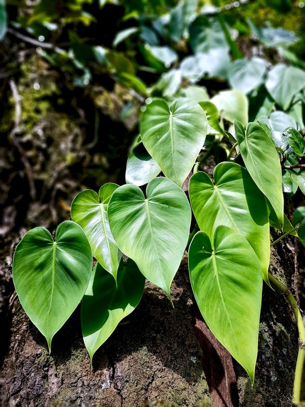JARDIM SECRETO - CORAÇÕES LADO A LADO