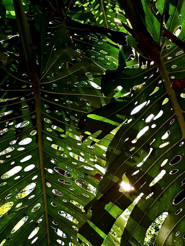 JARDIM SECRETO - COSTELA DE ADÃO