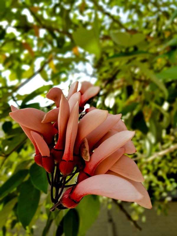 JARDIM SECRETO - DEDO MOÇA
