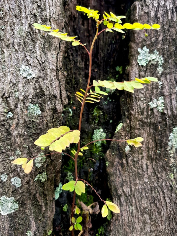JARDIM SECRETO - FÊNIX