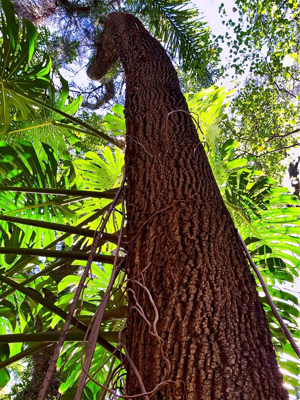 JARDIM SECRETO - GIRAFA NA FLORESTA