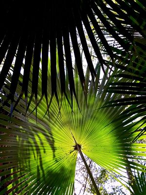 JARDIM SECRETO - GUARDA SOL