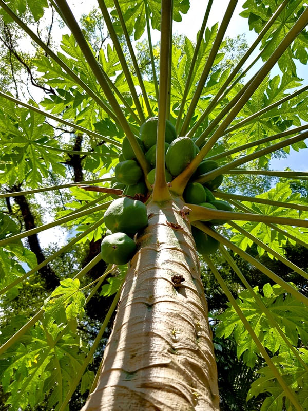 JARDIM SECRETO - MAMOEIRO
