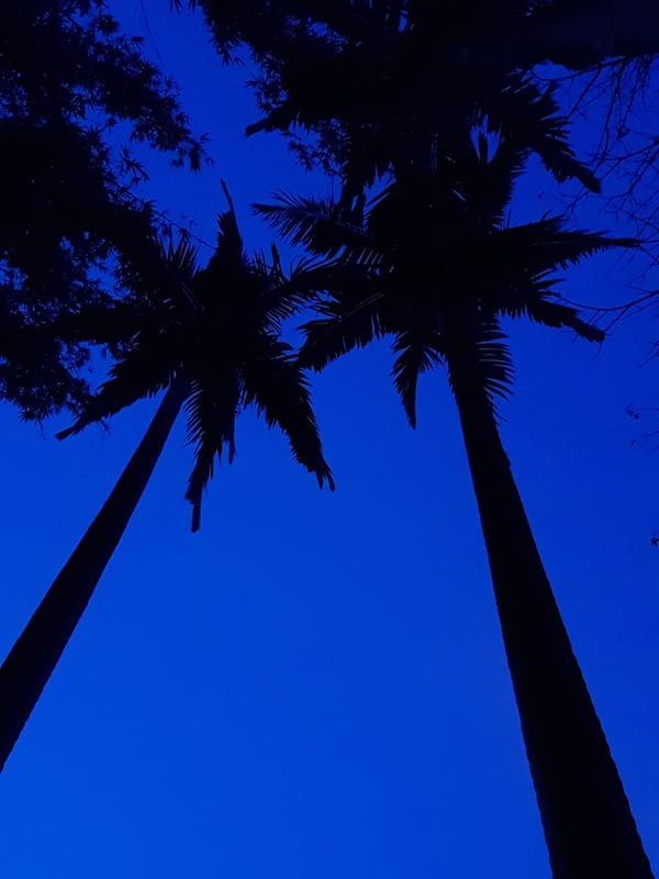 JARDIM SECRETO - PALMEIRA
