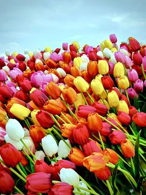 JARDIM SECRETO - TULIPA E CÉU AZUL