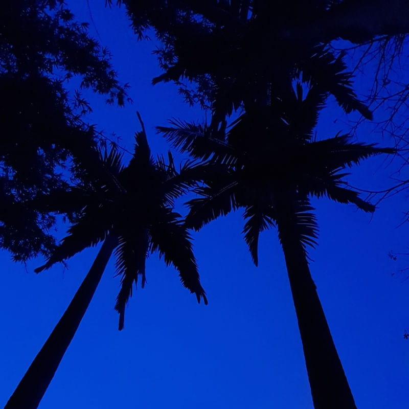 PALMEIRA NOTURNA