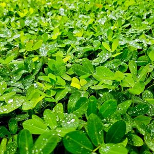 VERDE SERENO
