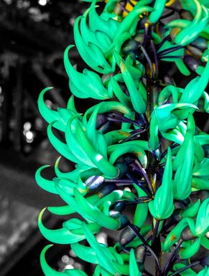 FLORES PONTUDAS VERDES