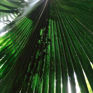 FOLHAS VERDES E SOL SQUARE