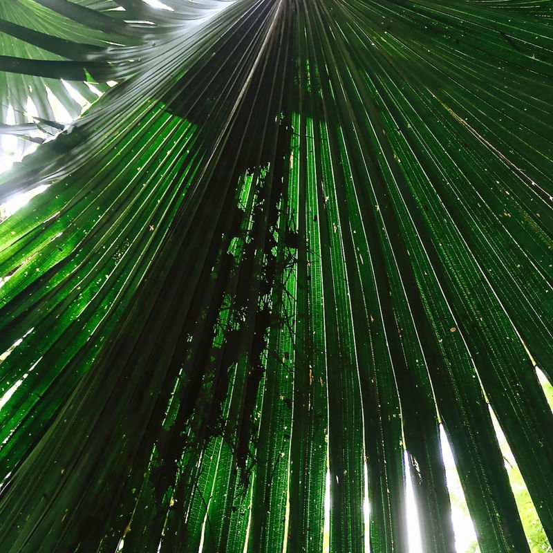 FOLHAS VERDES E SOL SQUARE