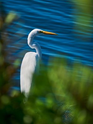 GARÇA NA LAGOA