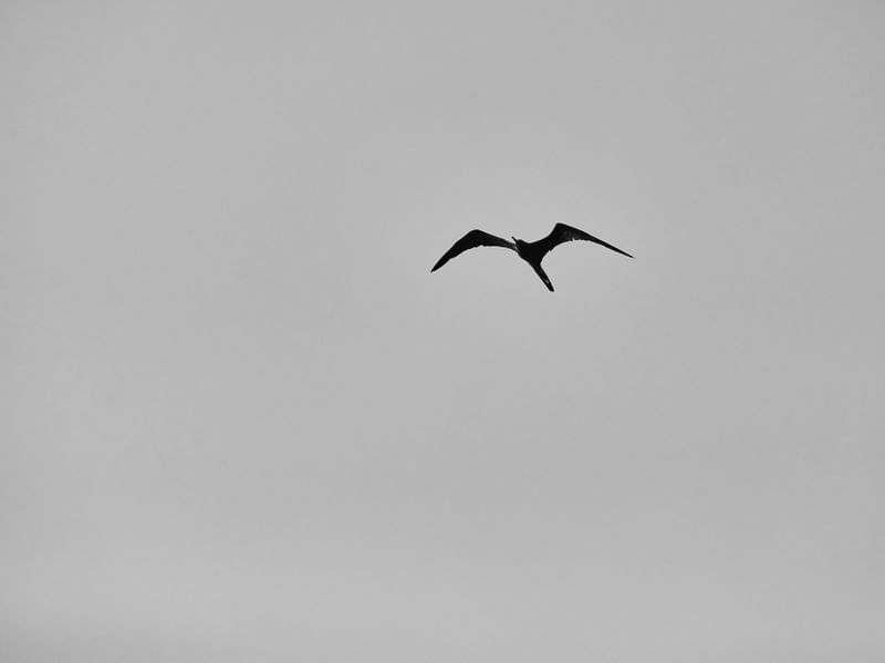 VOANDO NO CÉU MINIMALISTA