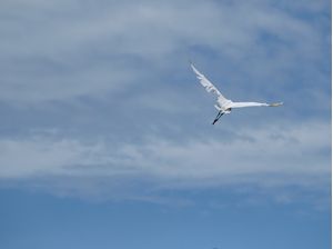 VOANDO NUM CÉU LINDO