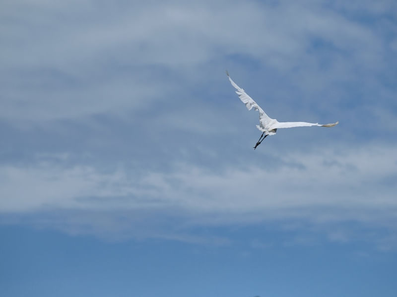 VOANDO NUM CÉU LINDO