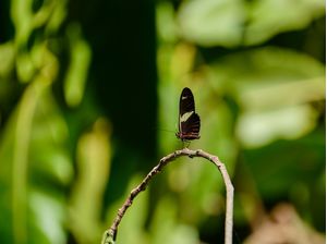 BORBOLETA EM CLOSE