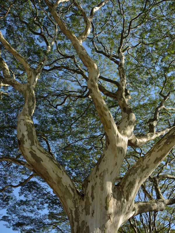 ARVORE_7760