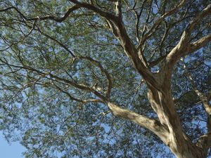 ARVORE_7756