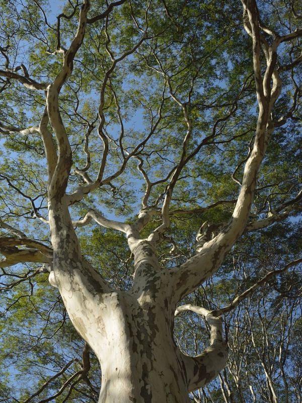 ARVORE_7771