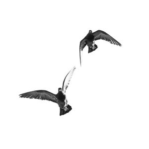 AVES URBANAS