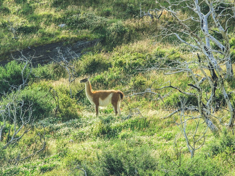 GUANACO EM PATAGÔNIA