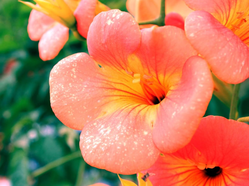 FLOR HIBISCO