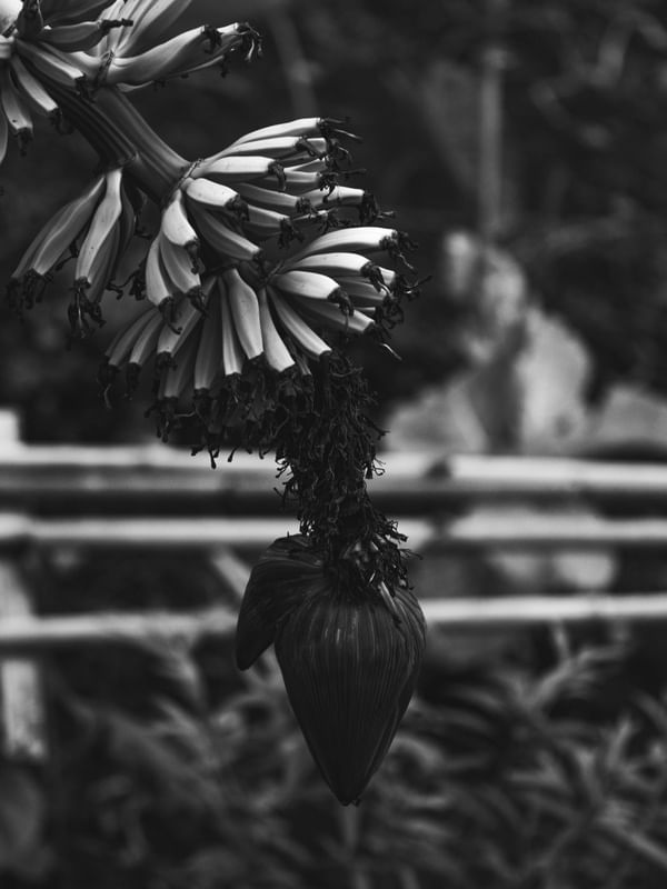 CACHO DE BANANA, PRETO E BRANCO