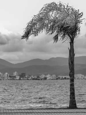 COQUEIRO EM FLORIANÓPOLIS