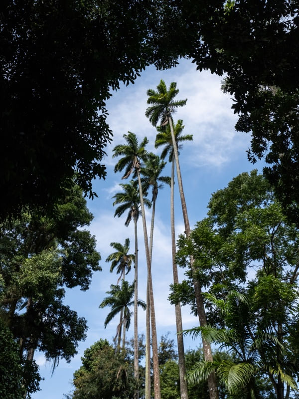 MOLDURA DE COQUEIROS PARQUE LAGE