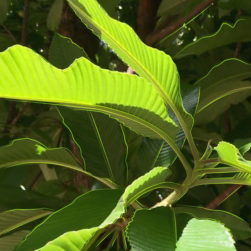 VERDE EXUBERANTE