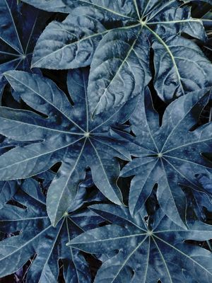 SELVA DE FOLHAS AZUIS