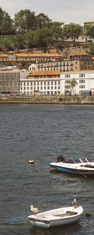 GAIVOTAS NO BARCO DO DOURO