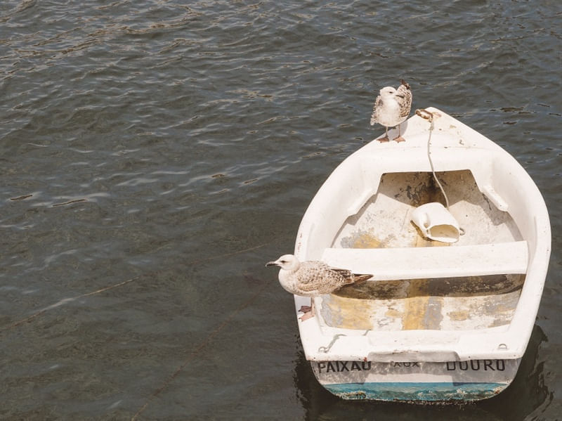 GAIVOTAS NO RIO DOURO