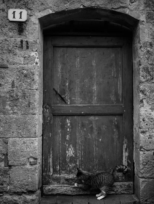 CAT BLACK AND WHITE