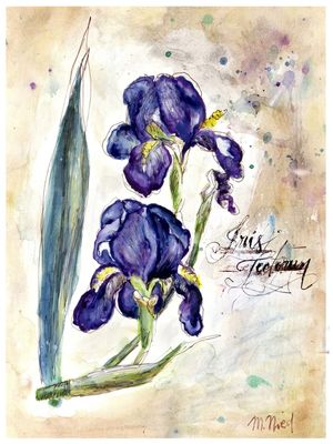 BOTÂNICO: FLOR DE IRIS AQUARELA