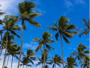 RELAX TROPICAL