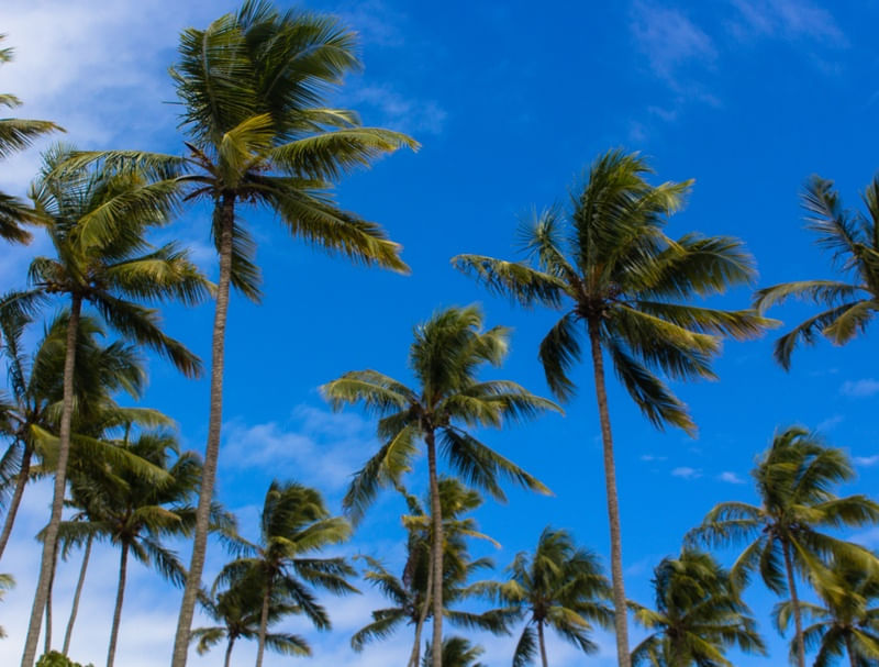 RELAX TROPICAL