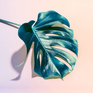FOLHA TROPICAL E ROSA II