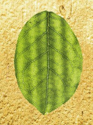 LEAF GOLD