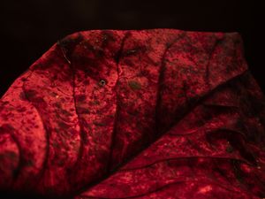 VERMELHO QUE CAI BEM - UM