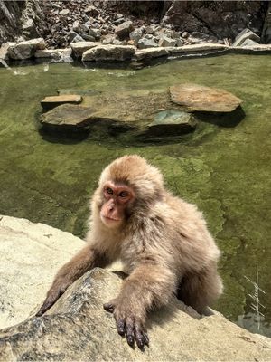 SNOW MONKEY