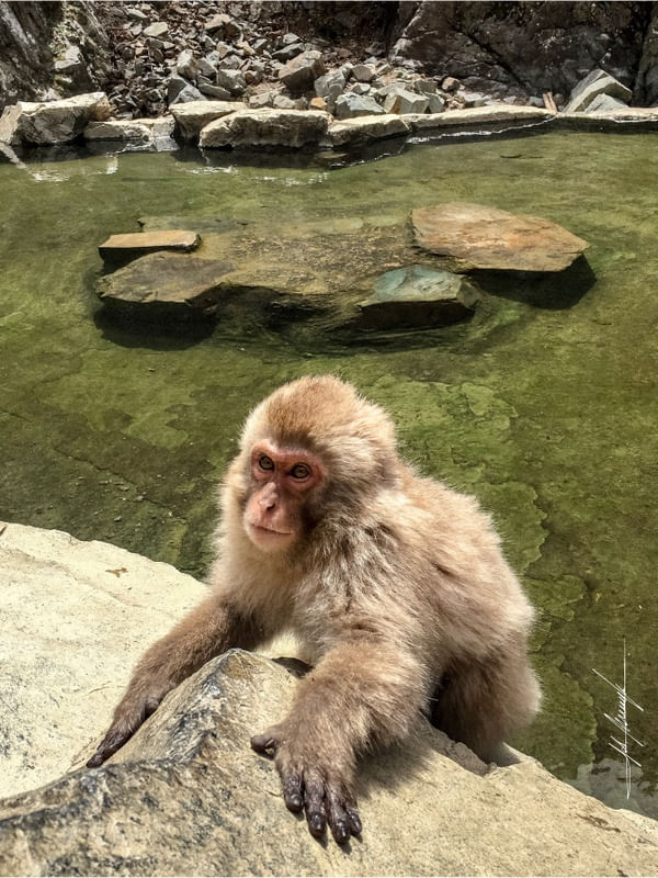SNOW MONKEY