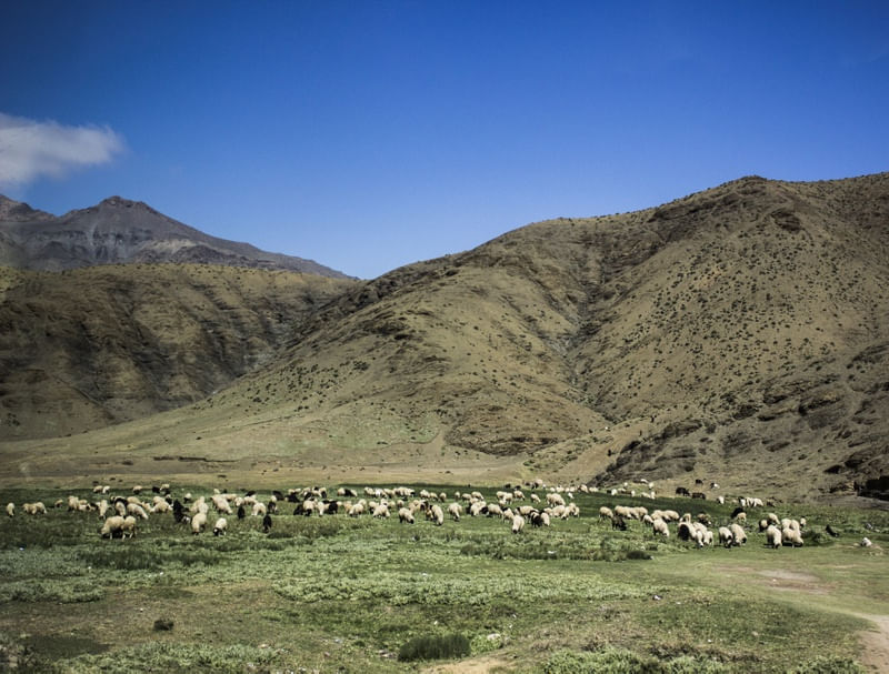 OVELHAS CORDILHEIRA DO ATLAS