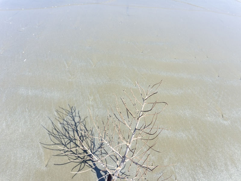 SHADOW ELEGANT TREE