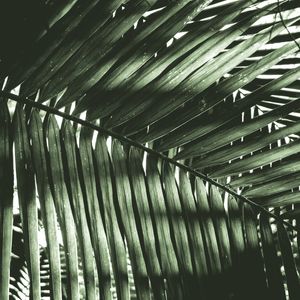 COLEÇÃO FOLHAGENS - LUZ E SOMBRA