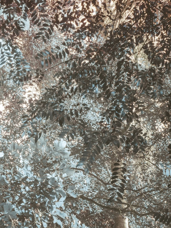 COLEÇÃO FOLHAGENS - ABSTRATO BRONZE E VERDE