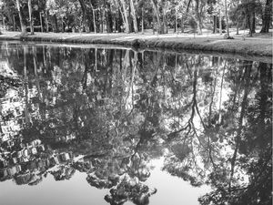 IBIRAPUERA - REFLEXOS DA FLORESTA
