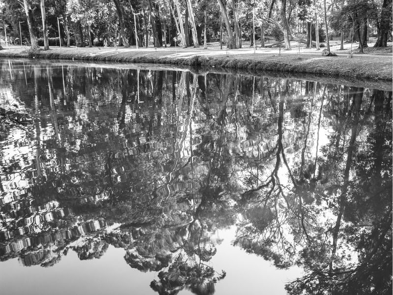 IBIRAPUERA - REFLEXOS DA FLORESTA