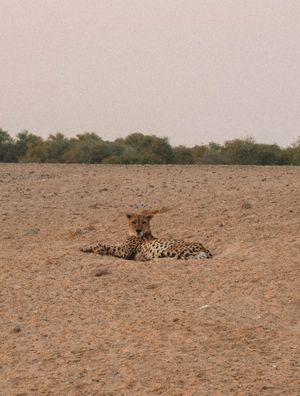 SIR BANI YAS ISLAND