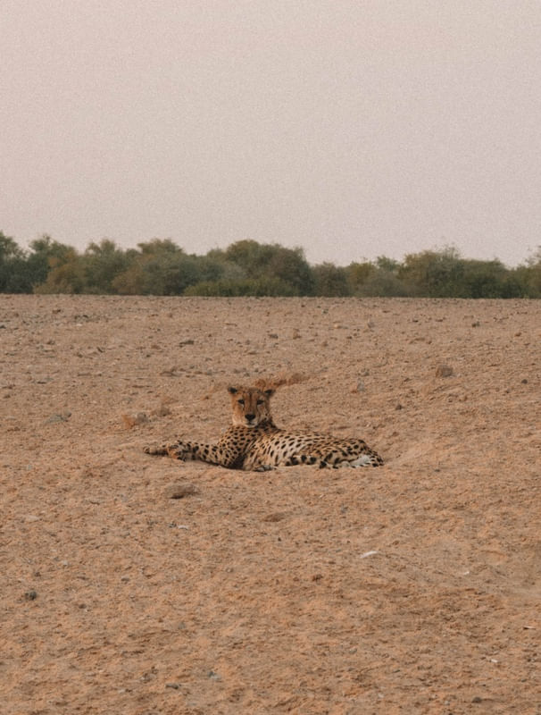 SIR BANI YAS ISLAND