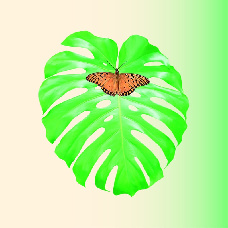 COSTELA DE ADÃO BORBOLETA